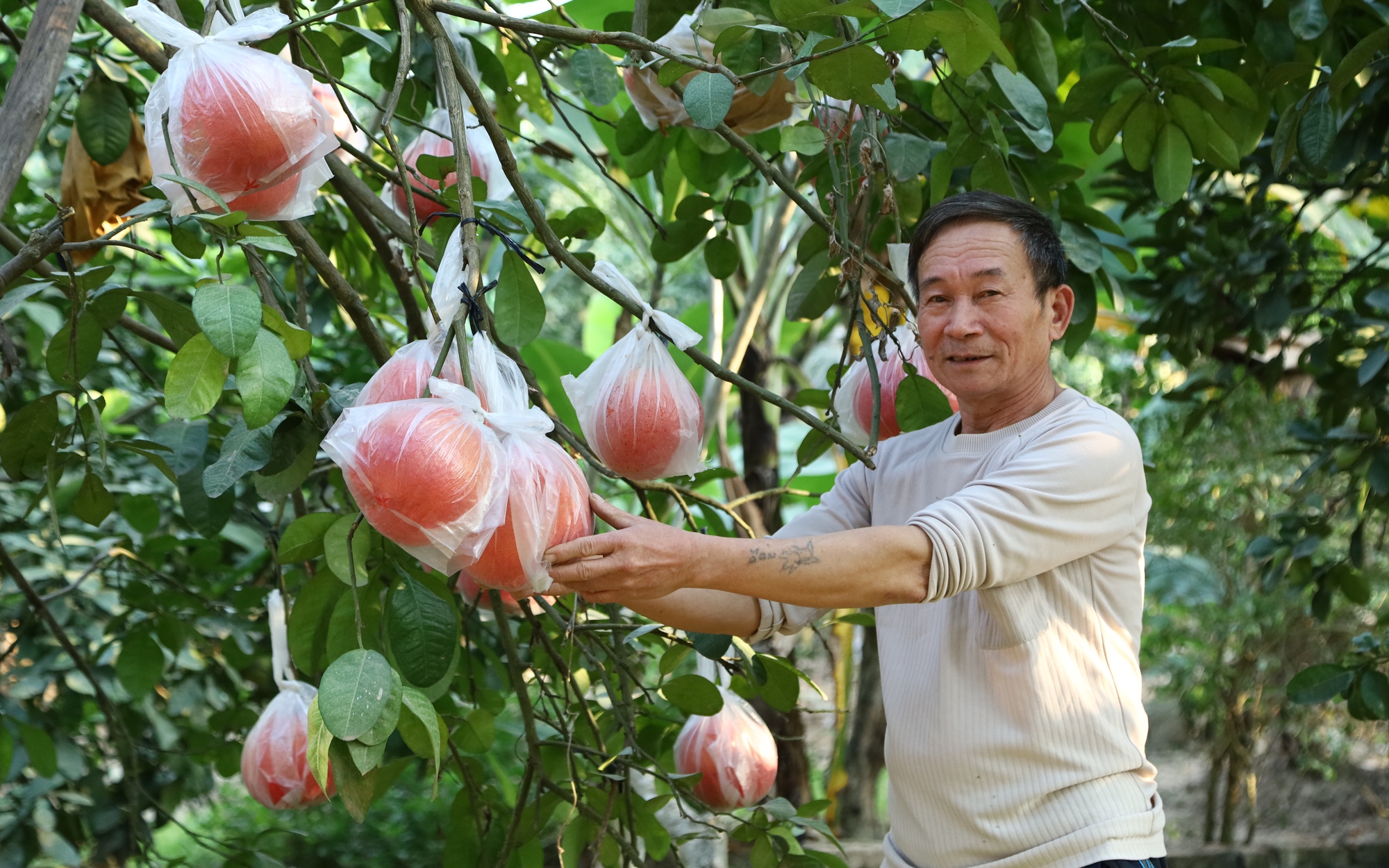 Mang lại giá trị 2.000 tỷ đồng, nhiều người dân Hà Nội có thu nhập cao từ trồng một loại quả đặc sản 