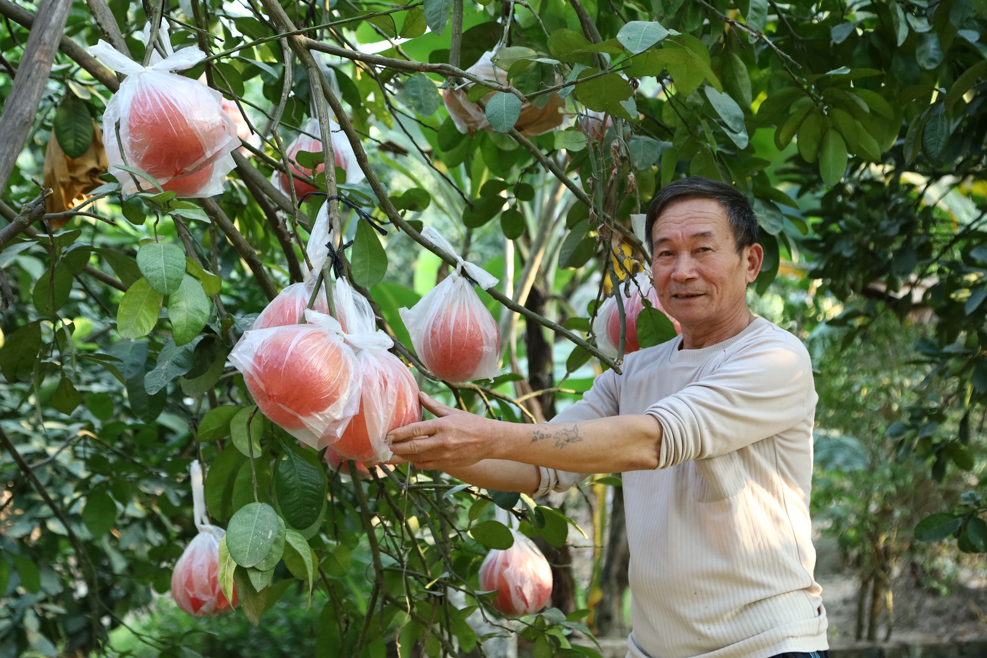Mang lại giá trị 2.000 tỷ đồng, nhiều người dân Hà Nội có thu nhập cao từ trồng một loại quả đặc sản  - Ảnh 1.