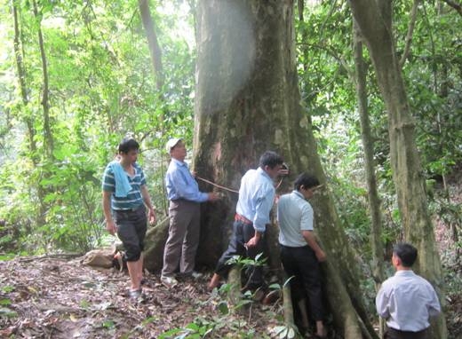 Cây cổ thụ 300 năm tuổi trong khu rừng nổi tiếng ở Cao Bằng là giống cây gì? - Ảnh 1.