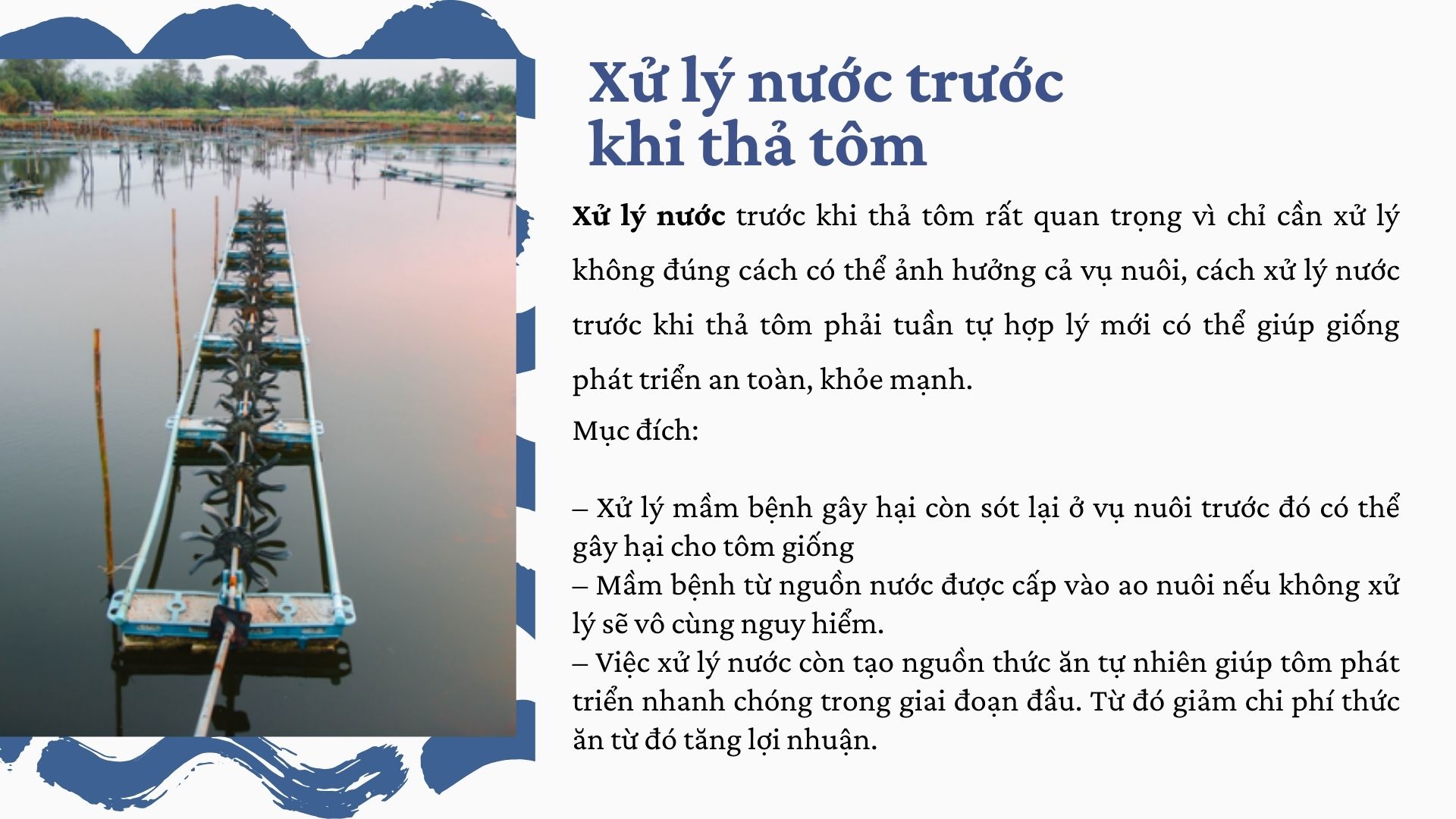 SỔ TAY NHÀ NÔNG: Quy trình xử lý nước trước khi nuôi tôm thẻ chân trắng - Ảnh 2.