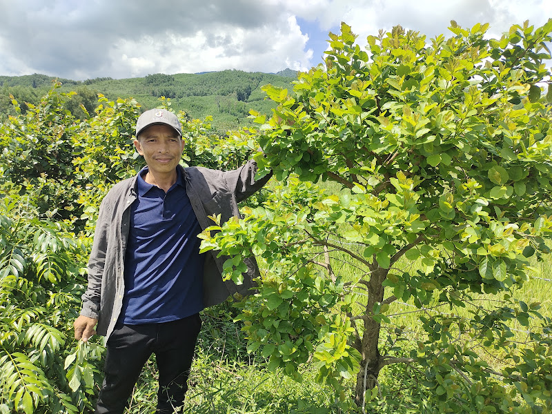 Chuyện lạ Bình Định, đem cây rừng về trồng tốt um, mỗi ngày bán lá làm rau rừng sạch, thu bộn tiền - Ảnh 1.