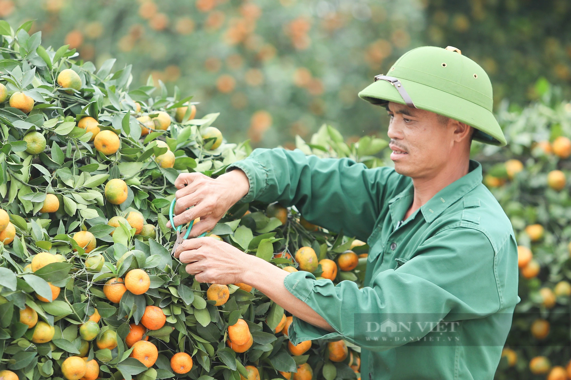 Chiêm ngưỡng quýt độc đáo có giá hàng chục triệu chờ khách chơi Tết Giáp Thìn - Ảnh 4.