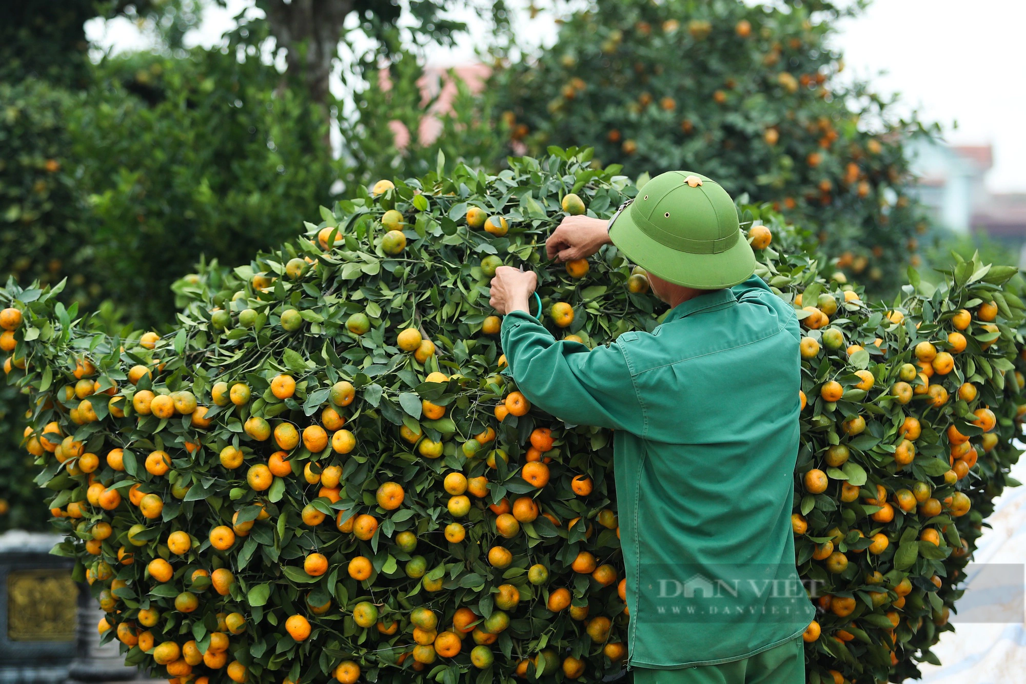 Chiêm ngưỡng quýt độc đáo có giá hàng chục triệu chờ khách chơi Tết Giáp Thìn - Ảnh 6.