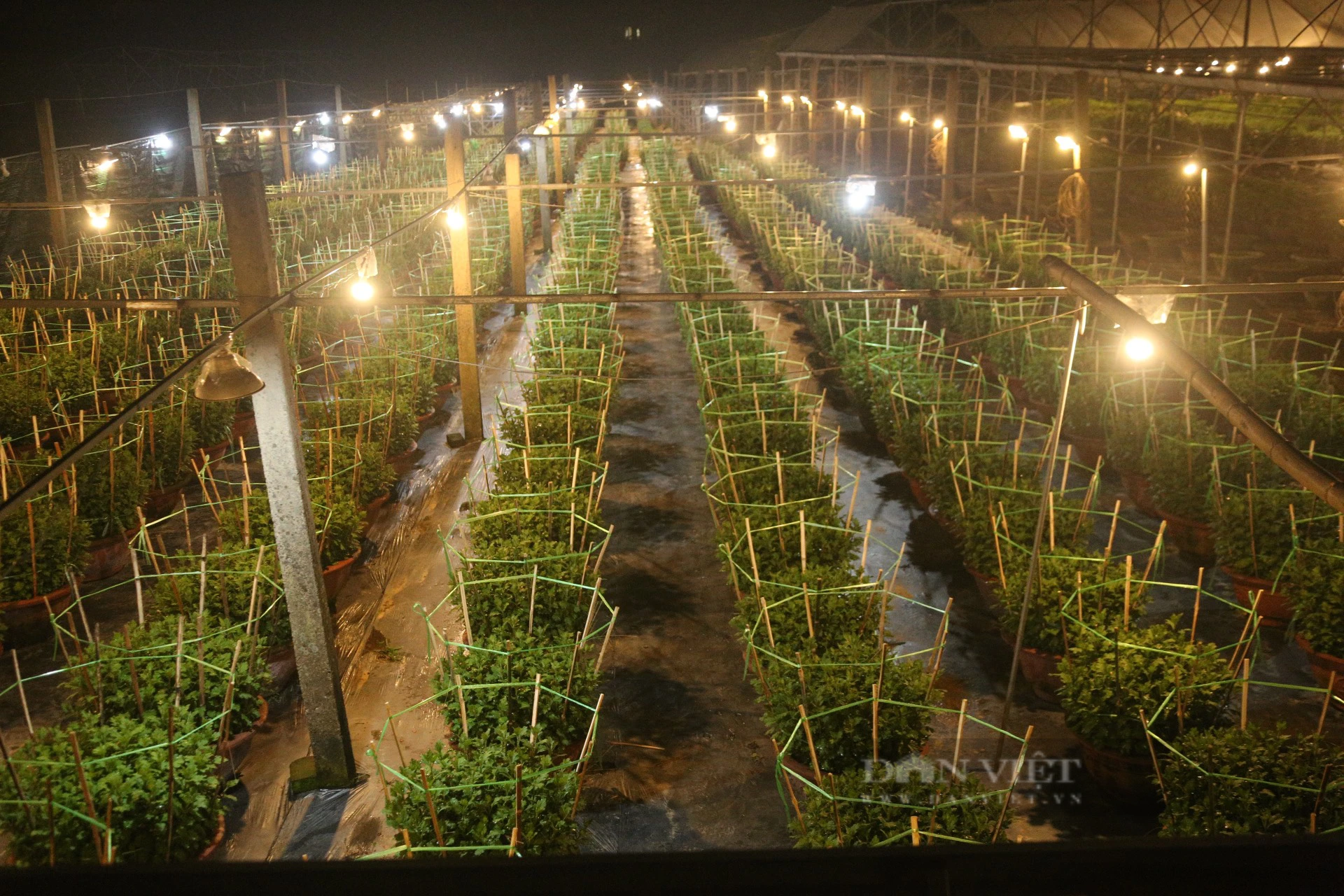 Nông dân vườn hoa lớn nhất Đà Nẵng &quot;chong đèn&quot; xuyên đêm vụ hoa Tết  - Ảnh 5.