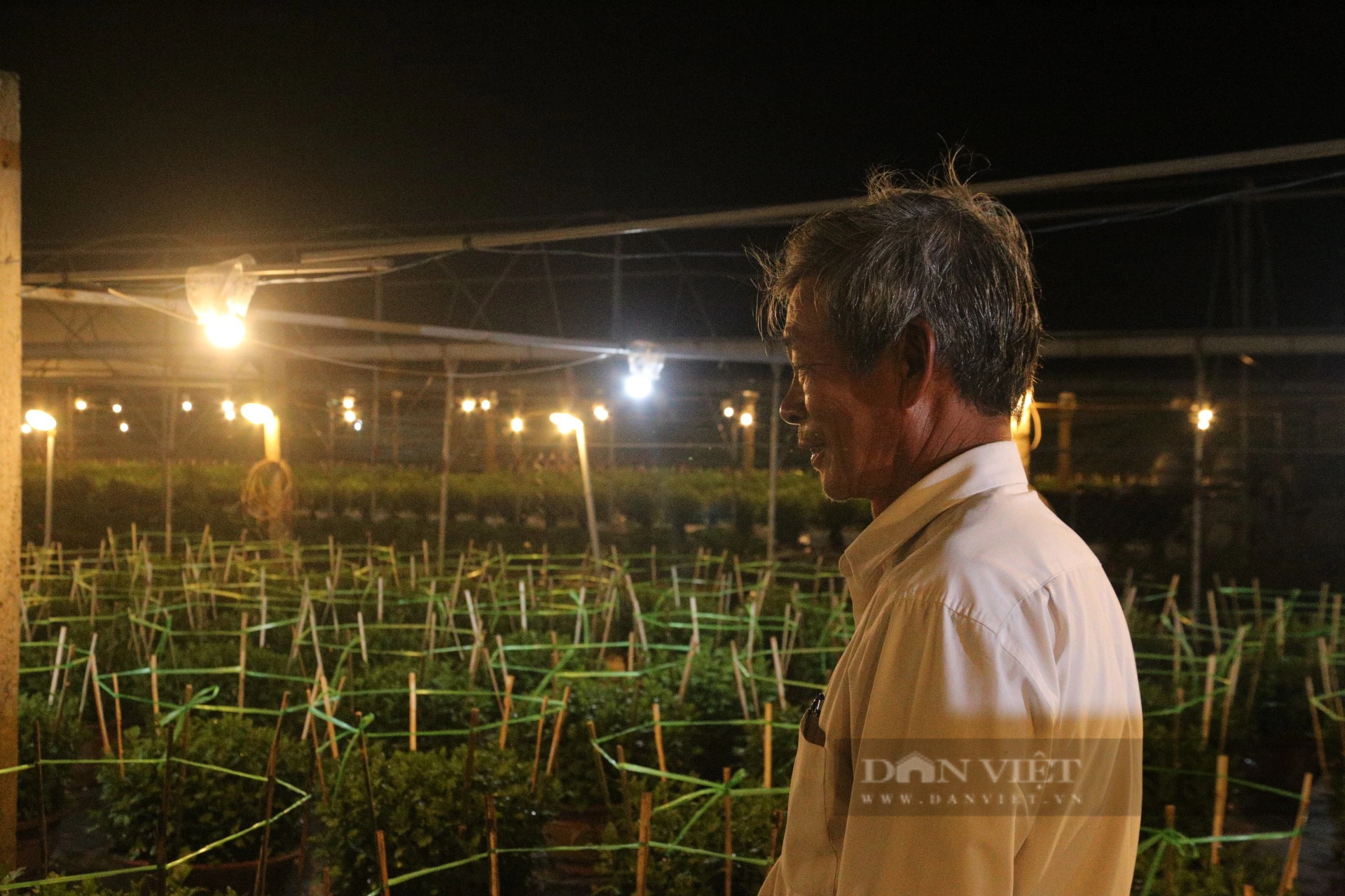 Nông dân vườn hoa lớn nhất Đà Nẵng &quot;chong đèn&quot; xuyên đêm vụ hoa Tết  - Ảnh 6.