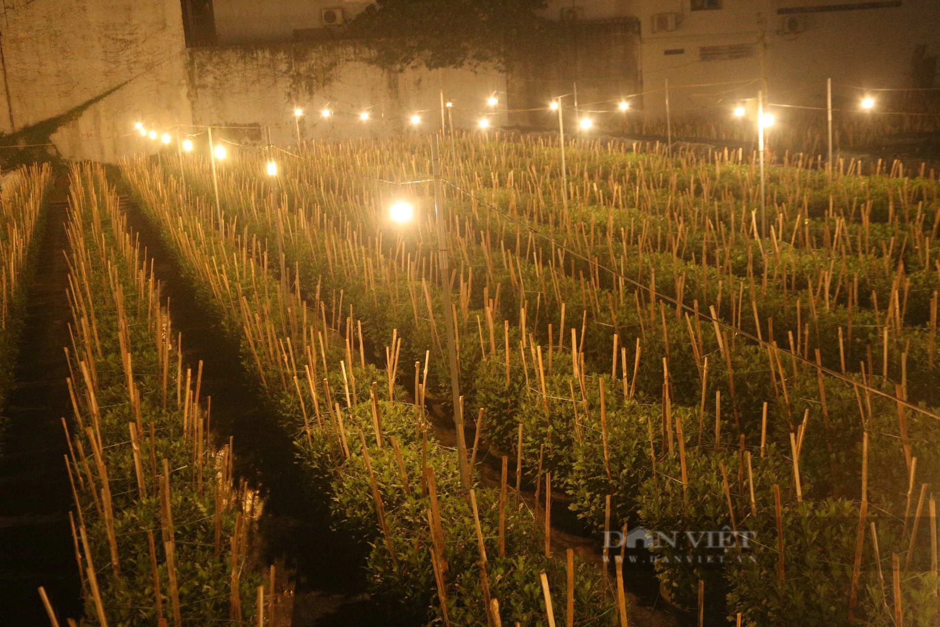 Nông dân vườn hoa lớn nhất Đà Nẵng &quot;chong đèn&quot; xuyên đêm vụ hoa Tết  - Ảnh 8.