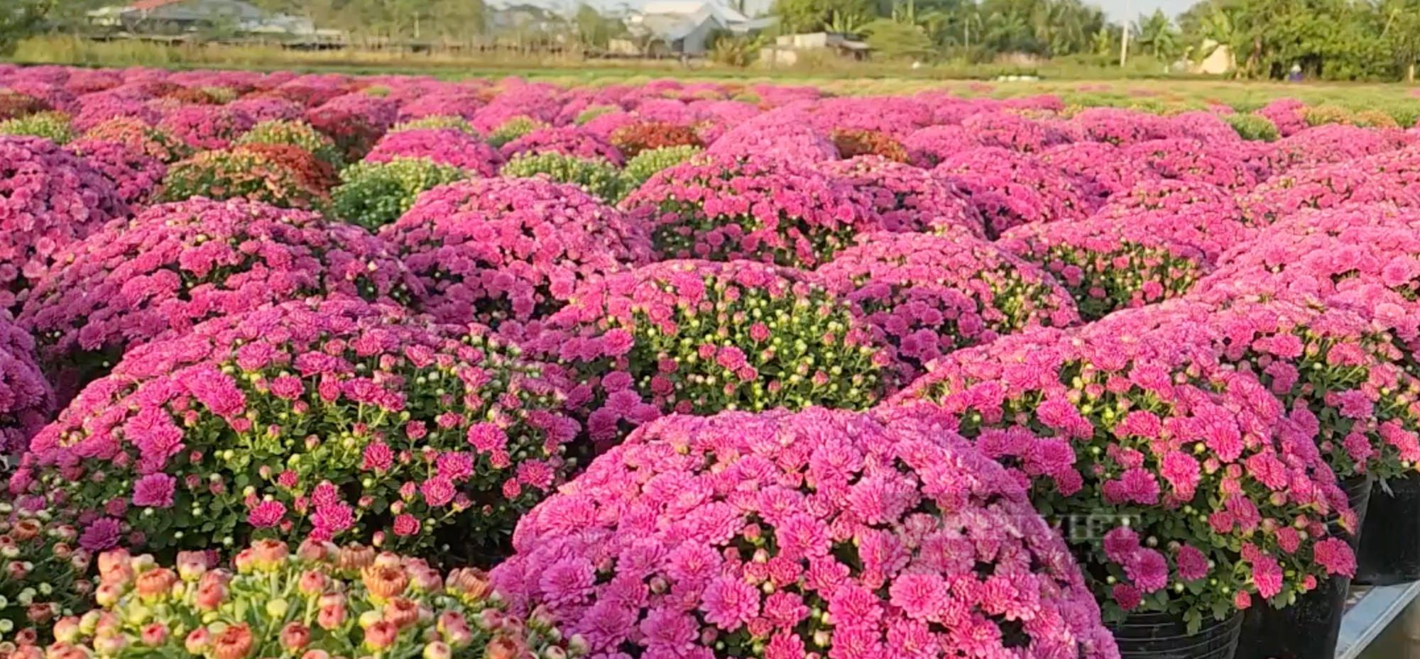 Ngắm 3.000 nghìn chậu cúc mâm xôi nhiều màu ở làng hoa Sa Đéc - Ảnh 1.