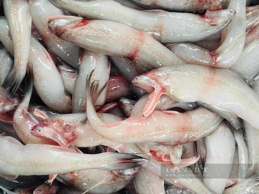 Ngư dân Quảng Bình trước nỗi lo khó tiêu thụ cá khoai khi vào mùa - Ảnh 2.