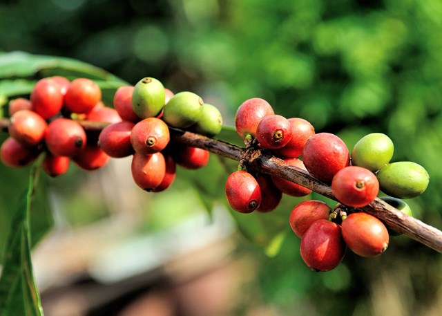 Giá cà phê ngày 29/12: Giá cà phê tiếp tục tăng, cà phê trong nước vọt lên 70.000 đồng/kg  - Ảnh 3.