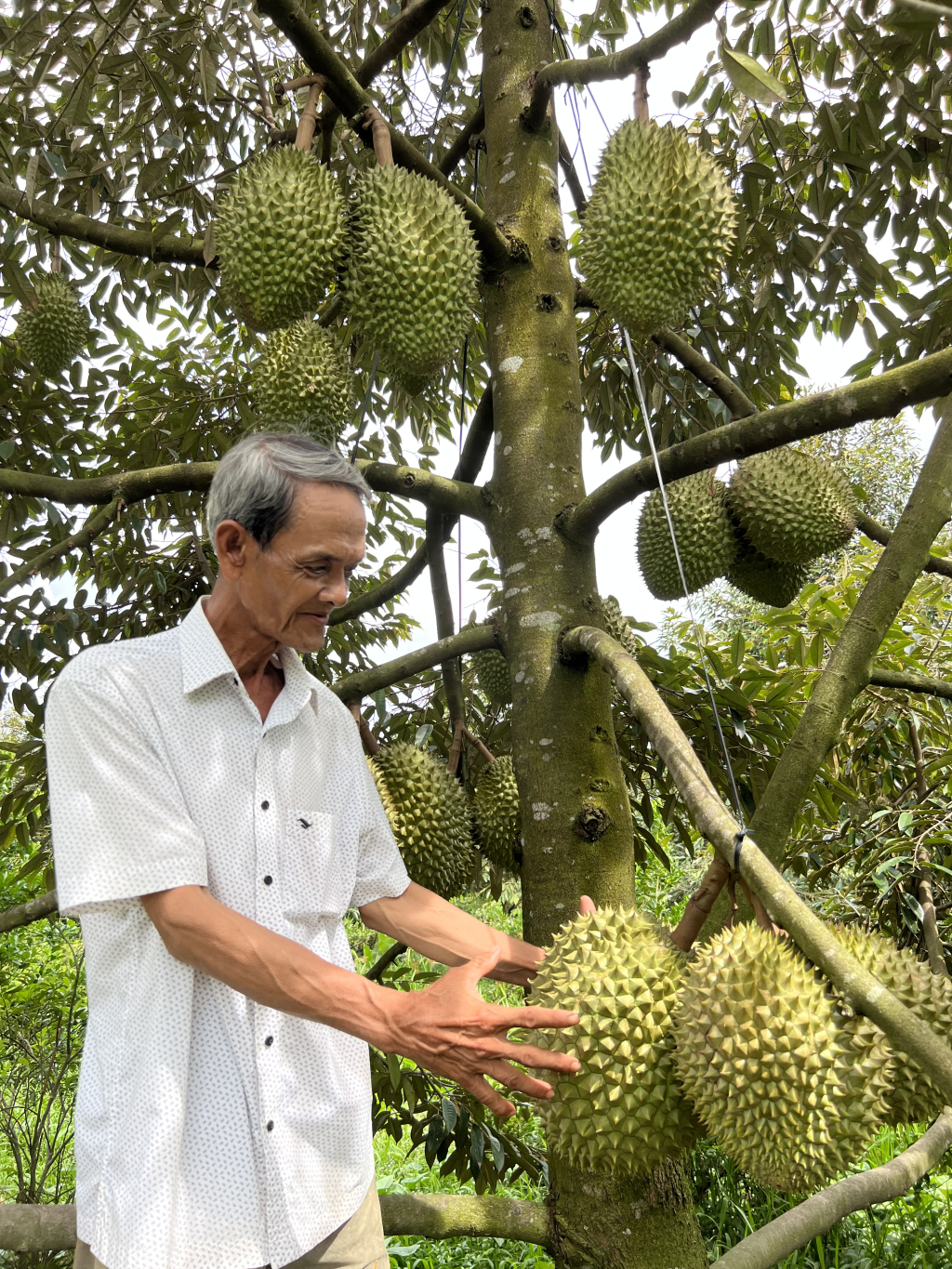 Vùng đất này ở Hậu Giang dân &quot;trồng cây tiền tỷ&quot;, cành la đà mà trái ra quá trời, thơm nức cả vườn - Ảnh 1.