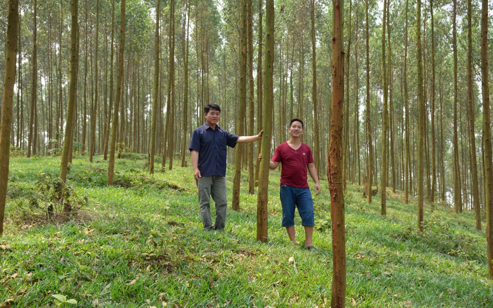 Huy động nguồn lực xã hội cho trồng rừng 
