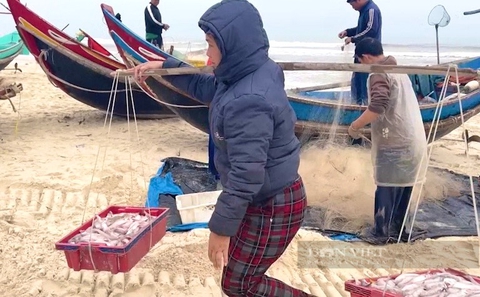 Ngư dân Quảng Bình trước nỗi lo khó tiêu thụ cá khoai khi vào mùa - Ảnh 4.