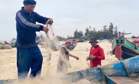 Ngư dân Quảng Bình trước nỗi lo khó tiêu thụ cá khoai khi vào mùa - Ảnh 3.