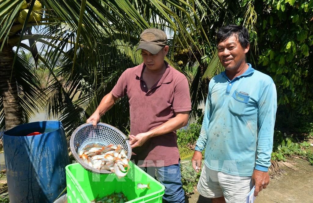 Đây là thứ cá đặc sản nuôi ở Đồng Tháp, chả thấy thì thôi, hễ mà thấy ai cũng muốn mua ngay - Ảnh 3.