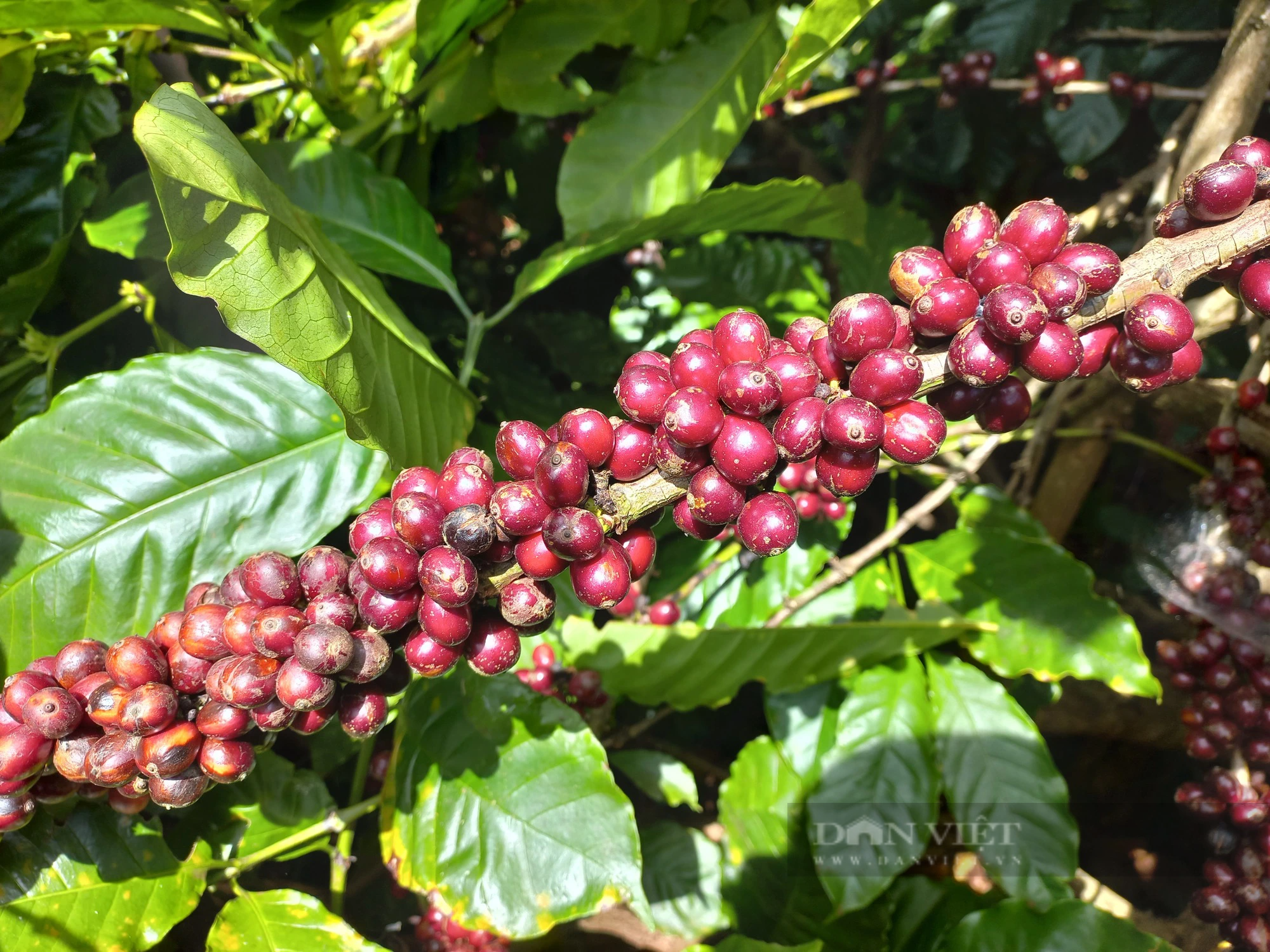 Trồng cà phê theo hướng hữu cơ, hái quả chín để nâng cao chất lượng sản phẩm - Ảnh 2.