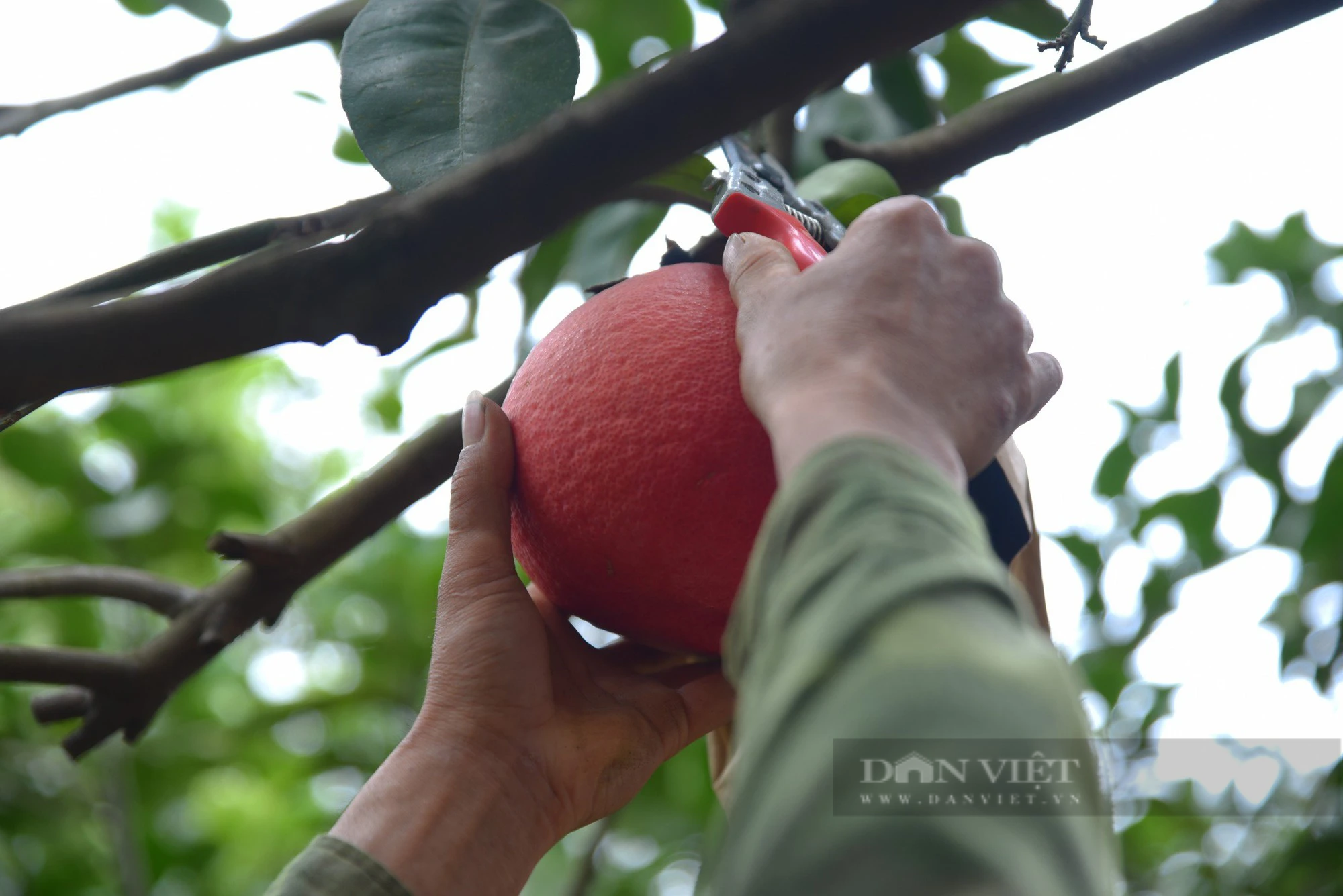 Hà Nội: &quot;Thủ phủ&quot; bưởi đỏ độc nhất Hà Nội &quot;cháy hàng&quot; trước Tết - Ảnh 5.