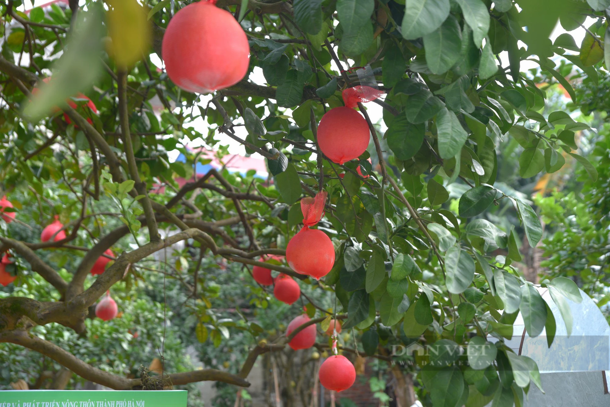 Hà Nội: &quot;Thủ phủ&quot; bưởi đỏ độc nhất Hà Nội &quot;cháy hàng&quot; trước Tết - Ảnh 7.