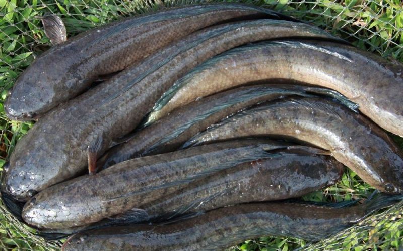 Một xã ở Nam Định nuôi toàn cá đặc sản đắt tiền, có nhà bắt bán 3,7 tấn cá chuối, cá trắm đen