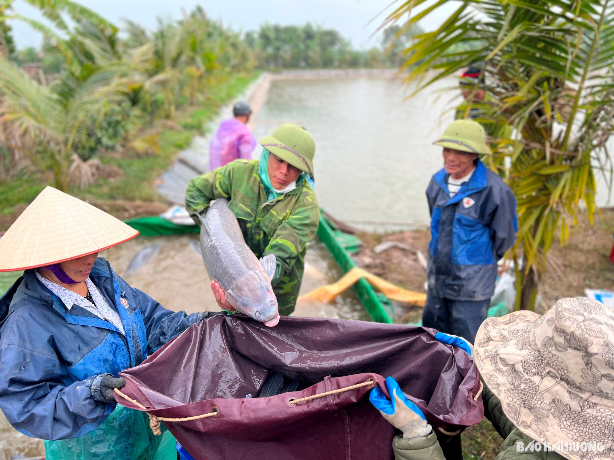  Nuôi loài cá có thịt giòn, thơm ngọt, bán toàn trên 100.000 đồng/kg, nông dân Hải Dương lãi 'khủng' - Ảnh 1.