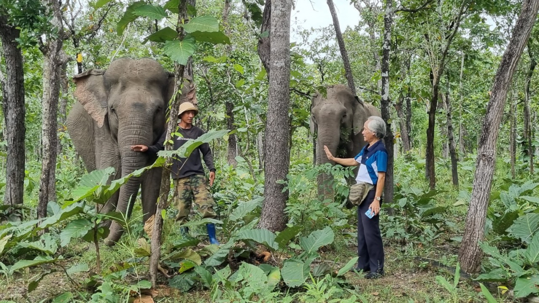 Vô một khu rừng nổi tiếng ở Đắk Lắk thấy mấy con voi rừng to, nếm cá suối, cá sông, rau rừng - Ảnh 1.
