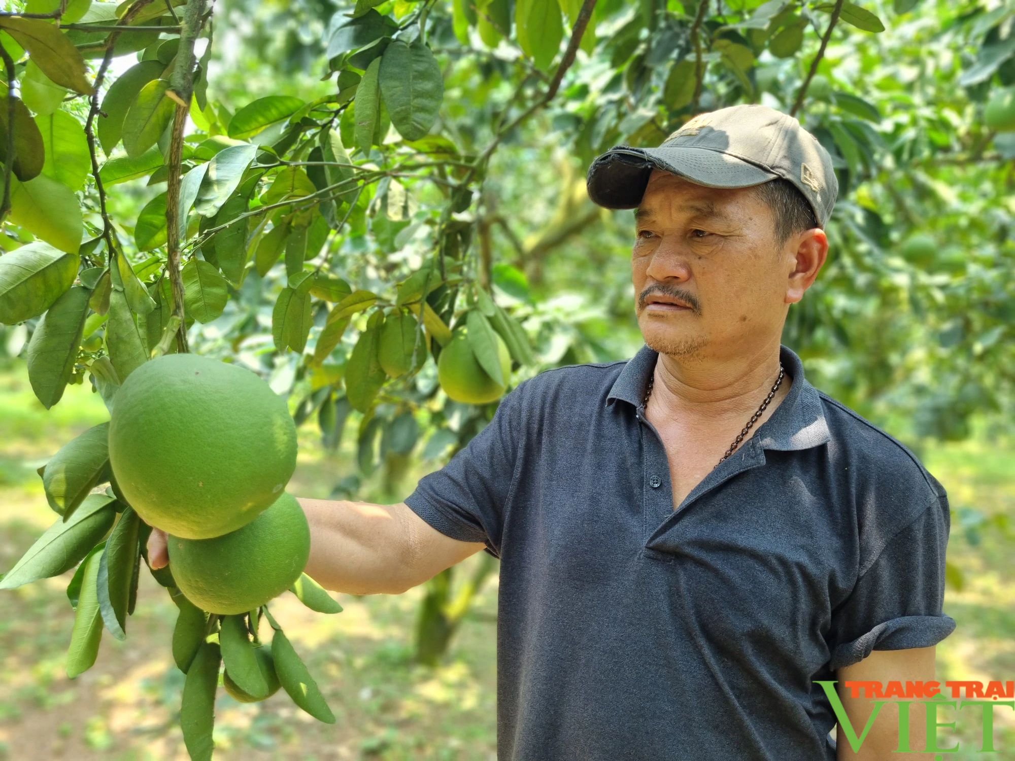 Quỹ Hỗ trợ nông dân giúp phát triển hợp tác xã nông nghiệp ở Hòa Bình - Ảnh 1.