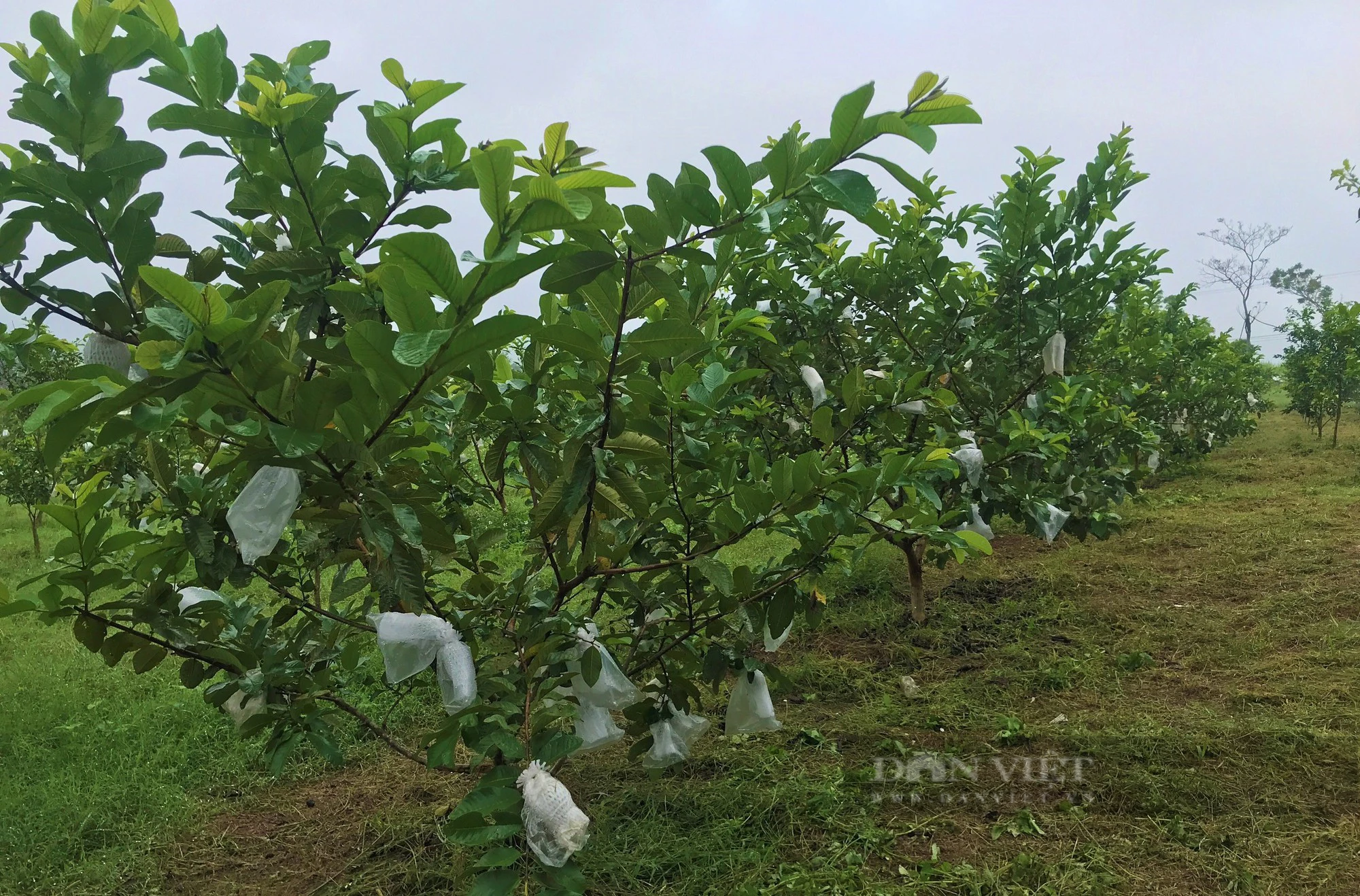 Loại quả giòn, ngon, ngọt được theo hướng an toàn sinh học dân xã này nói có bao nhiêu cũng bán hết - Ảnh 2.