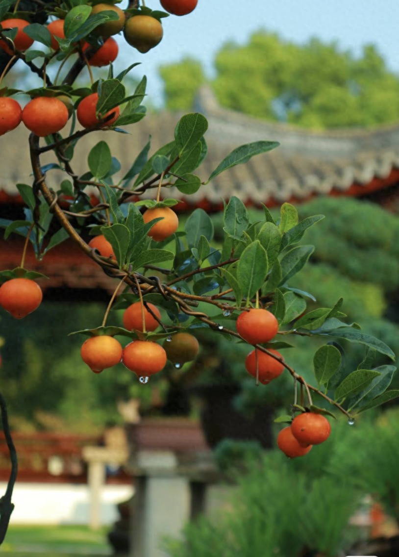 Cây cảnh &quot;báu vật gia truyền&quot; nhà giàu ưa thích, tuổi thọ trăm năm, ý nghĩa thịnh vượng, cát tường - Ảnh 2.