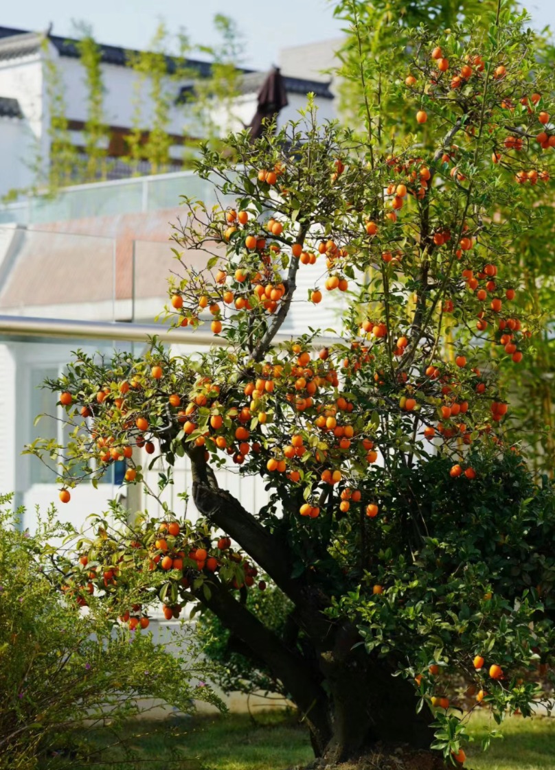 Cây cảnh &quot;báu vật gia truyền&quot; nhà giàu ưa thích, tuổi thọ trăm năm, ý nghĩa thịnh vượng, cát tường - Ảnh 3.