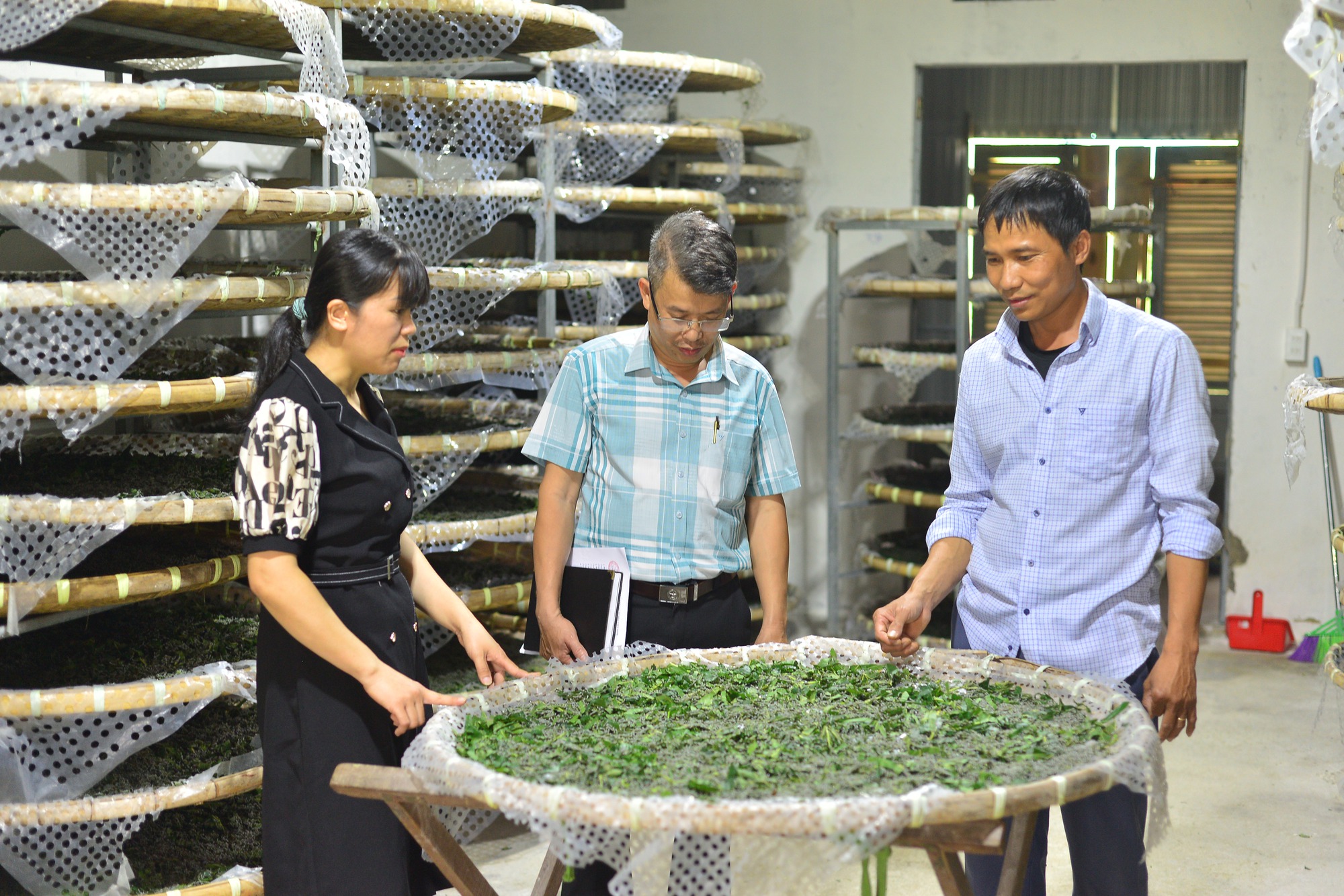 Ngành nông nghiệp Việt Nam bàn cách phát triển ngành dâu tằm tơ bền vững - Ảnh 3.