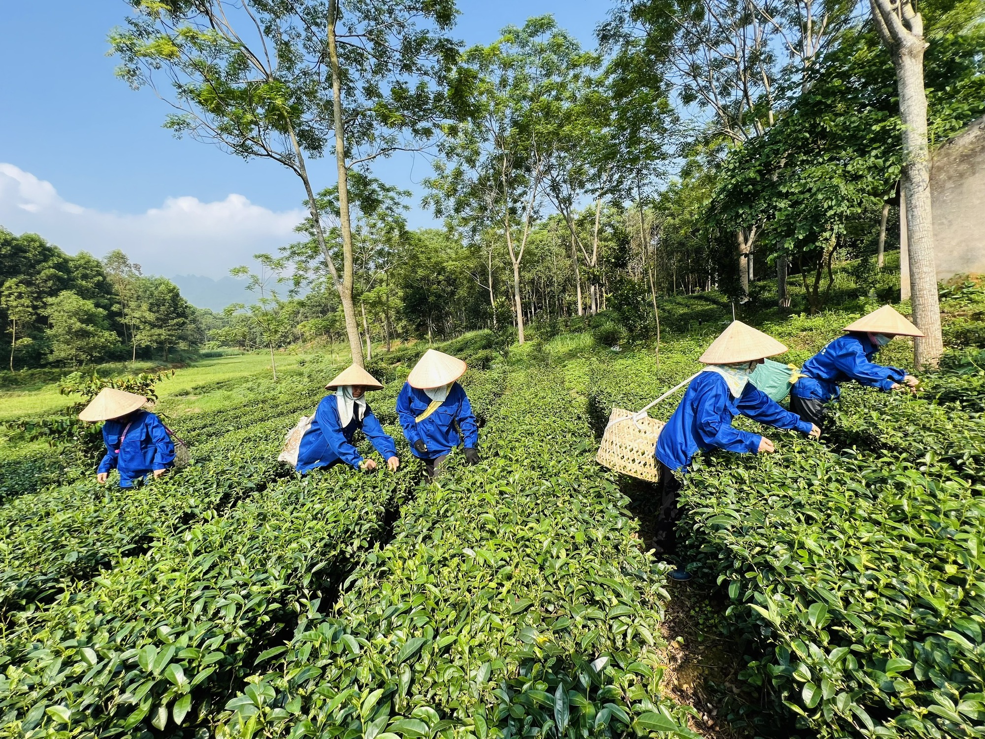 Phú Thọ khơi dậy khát vọng làm giàu, xây dựng tổ chức Hội Nông dân ngày càng vững mạnh - Ảnh 3.