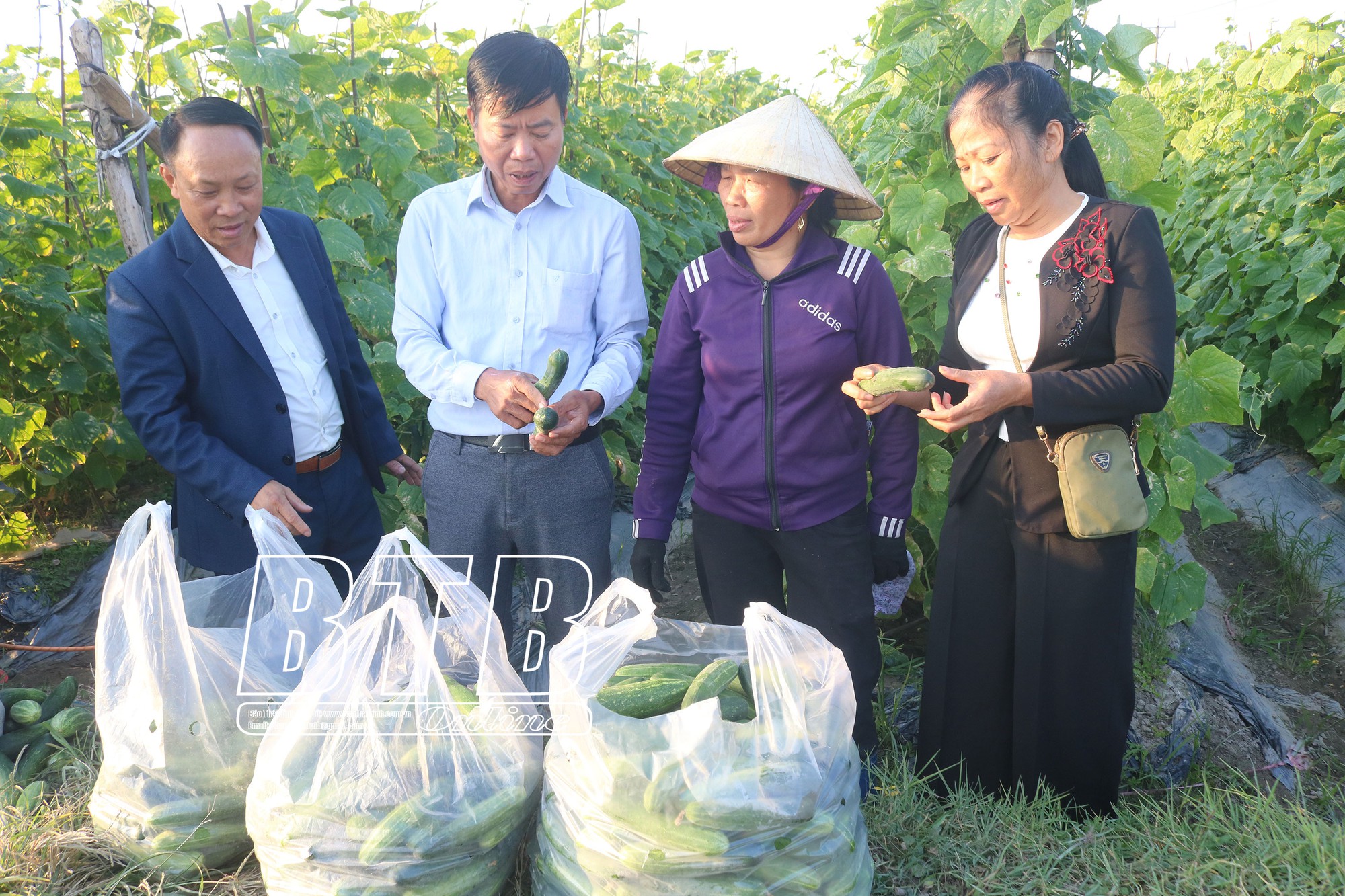 Một xã của tỉnh Thái Bình, chỉ trồng một loài cây trong vài tháng mà 1.300 hộ dân thu ngay 40 tỷ đồng - Ảnh 1.