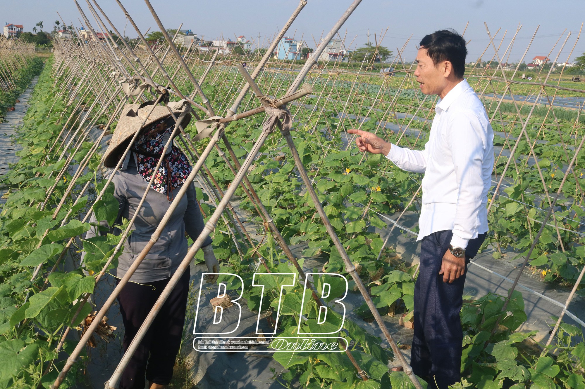 Một xã của tỉnh Thái Bình, chỉ trồng một loài cây trong vài tháng mà 1.300 hộ dân thu ngay 40 tỷ đồng - Ảnh 2.