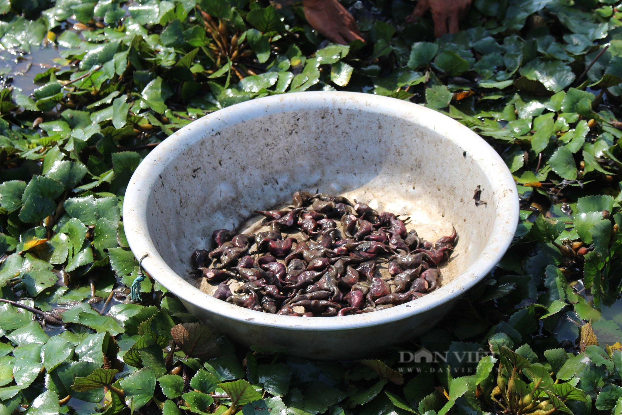 Ở Kiên Giang, nông dân trồng thứ cây ra quả gọi là củ, ăn ngọt bùi, bất ngờ cho lãi gấp đôi- Ảnh 3.