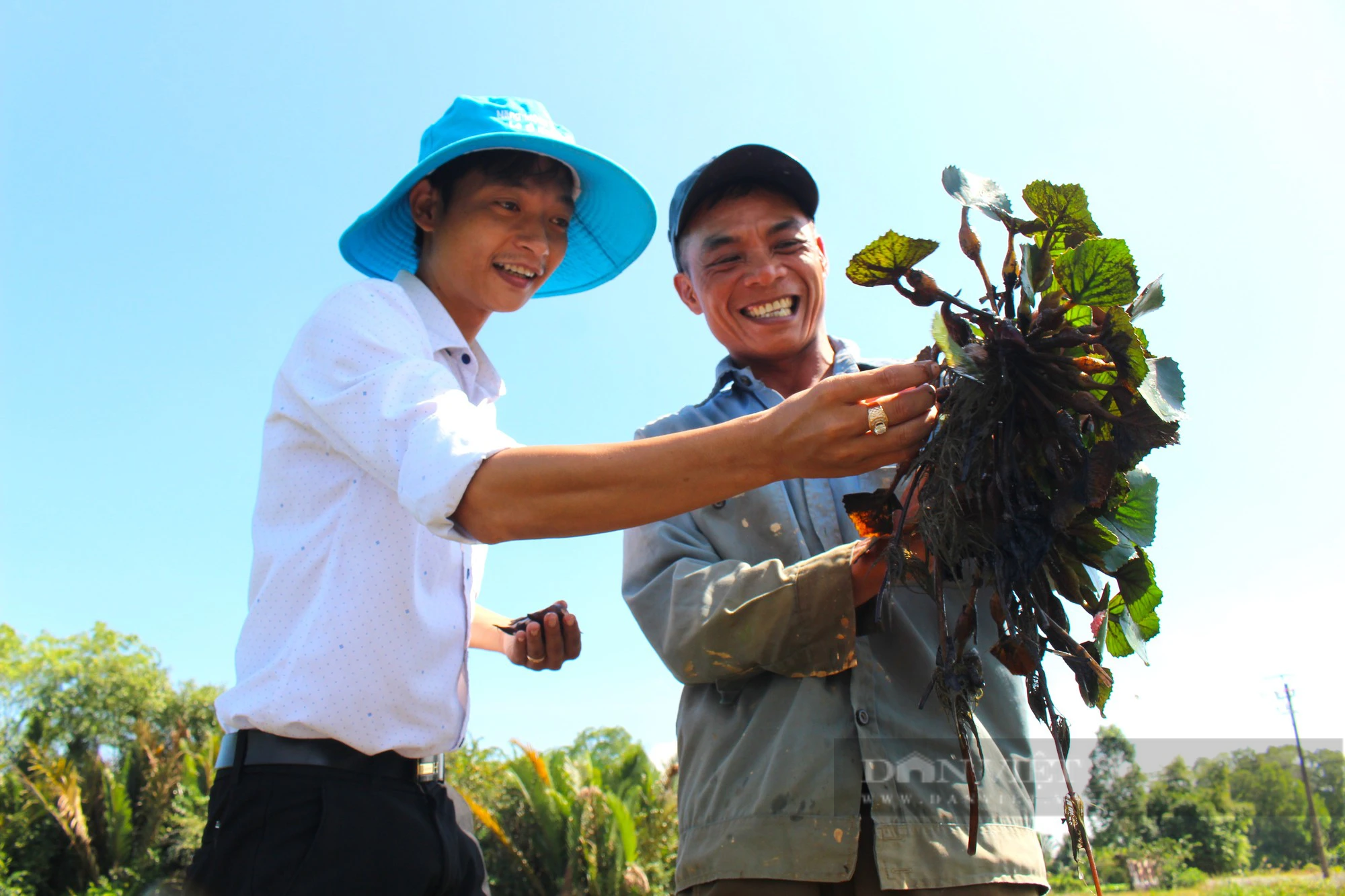 Ở Kiên Giang, nông dân trồng thứ cây ra quả gọi là củ, ăn ngọt bùi, bất ngờ cho lãi gấp đôi- Ảnh 5.