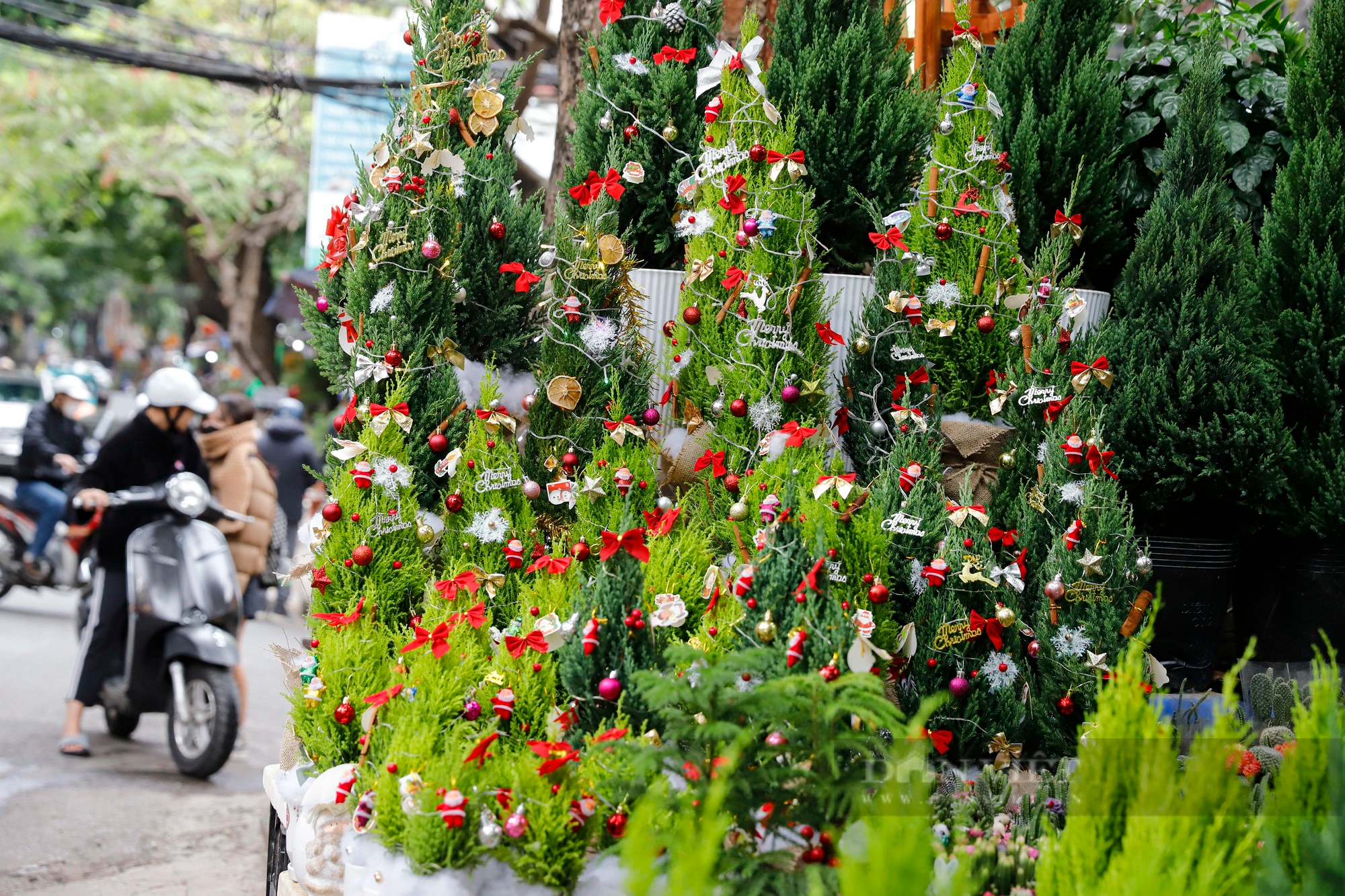 Bộ đôi cây tuy nhỏ nhưng nhiều "võ", hút khách hơn cả cây thông dịp Giáng sinh 2023- Ảnh 4.