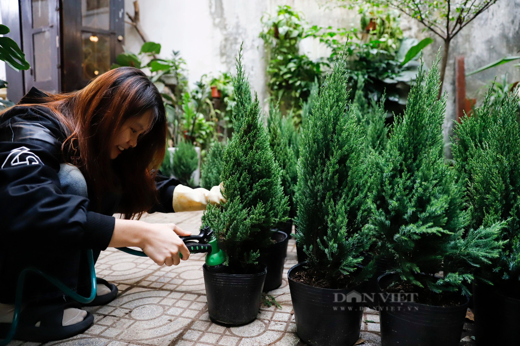 Bộ đôi cây tuy nhỏ nhưng nhiều "võ", hút khách hơn cả cây thông dịp Giáng sinh 2023- Ảnh 6.