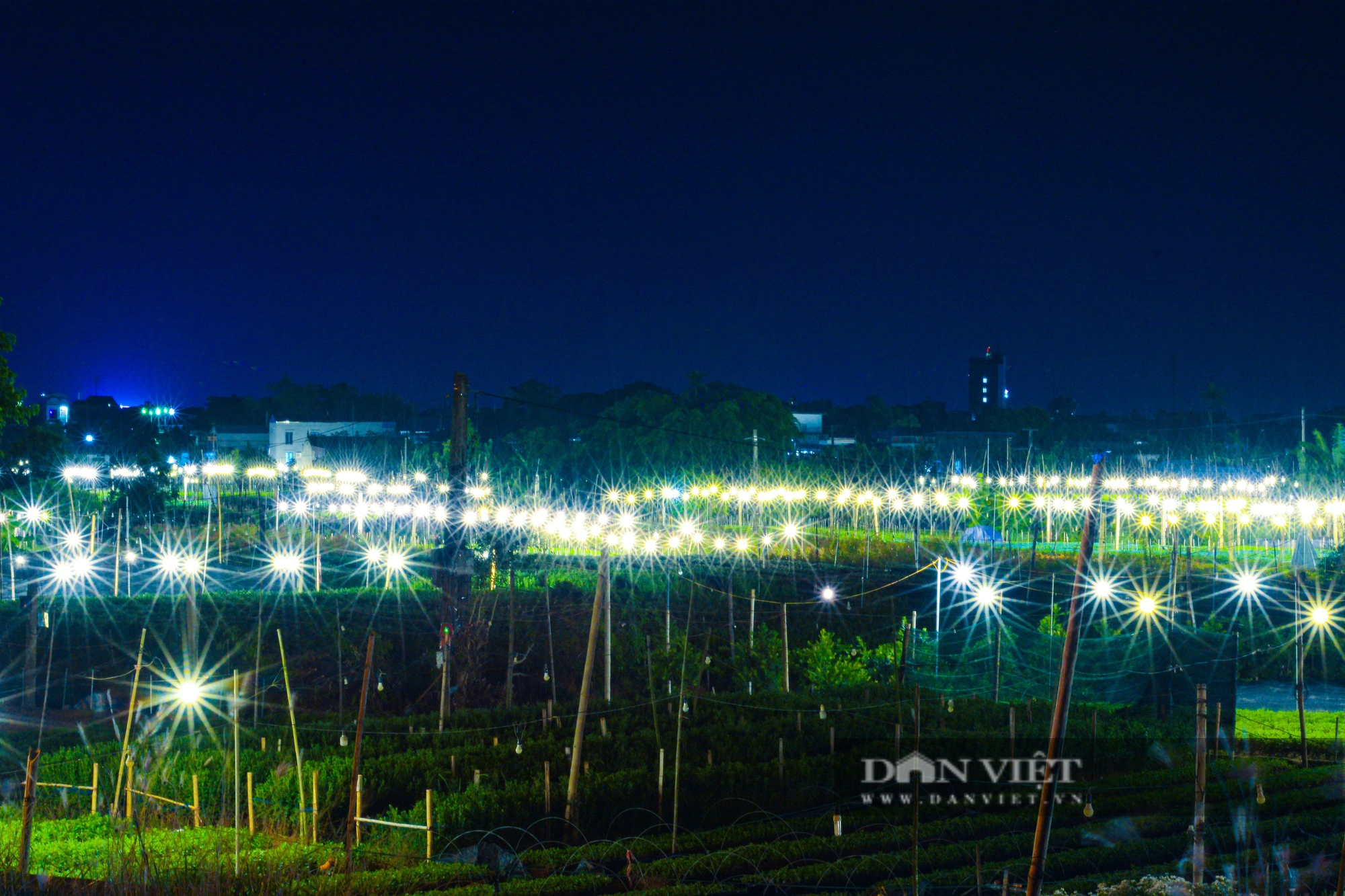 Cả làng ở Nam Định trồng thứ cây gì ngoài đồng, đêm đến bật điện sáng trưng, đẹp như phim?- Ảnh 3.