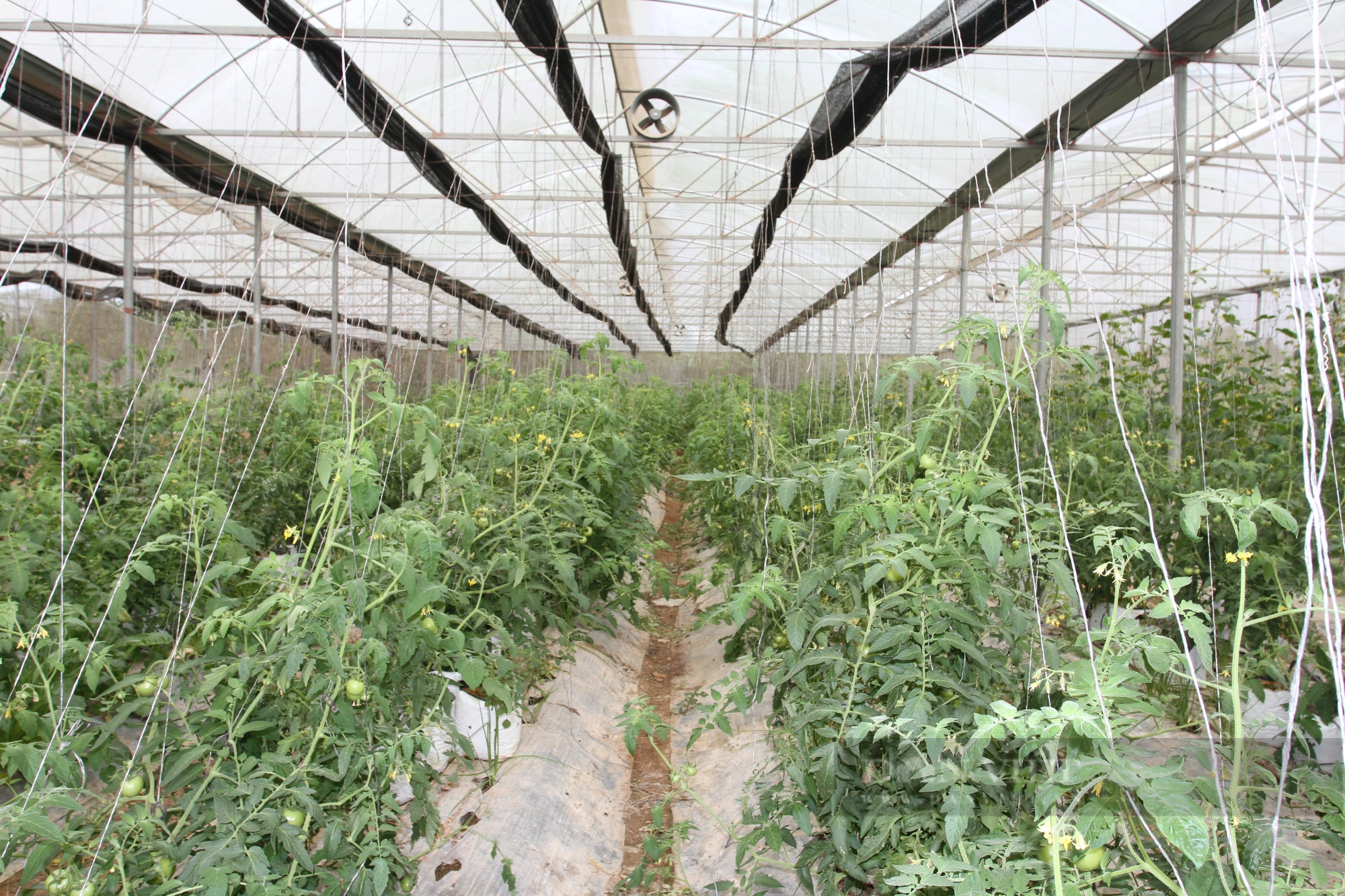 Trồng cà chua beef công nghệ cao, xây dựng thương hiệu để tạo sản phẩm OCOP tại Yên Bái- Ảnh 2.