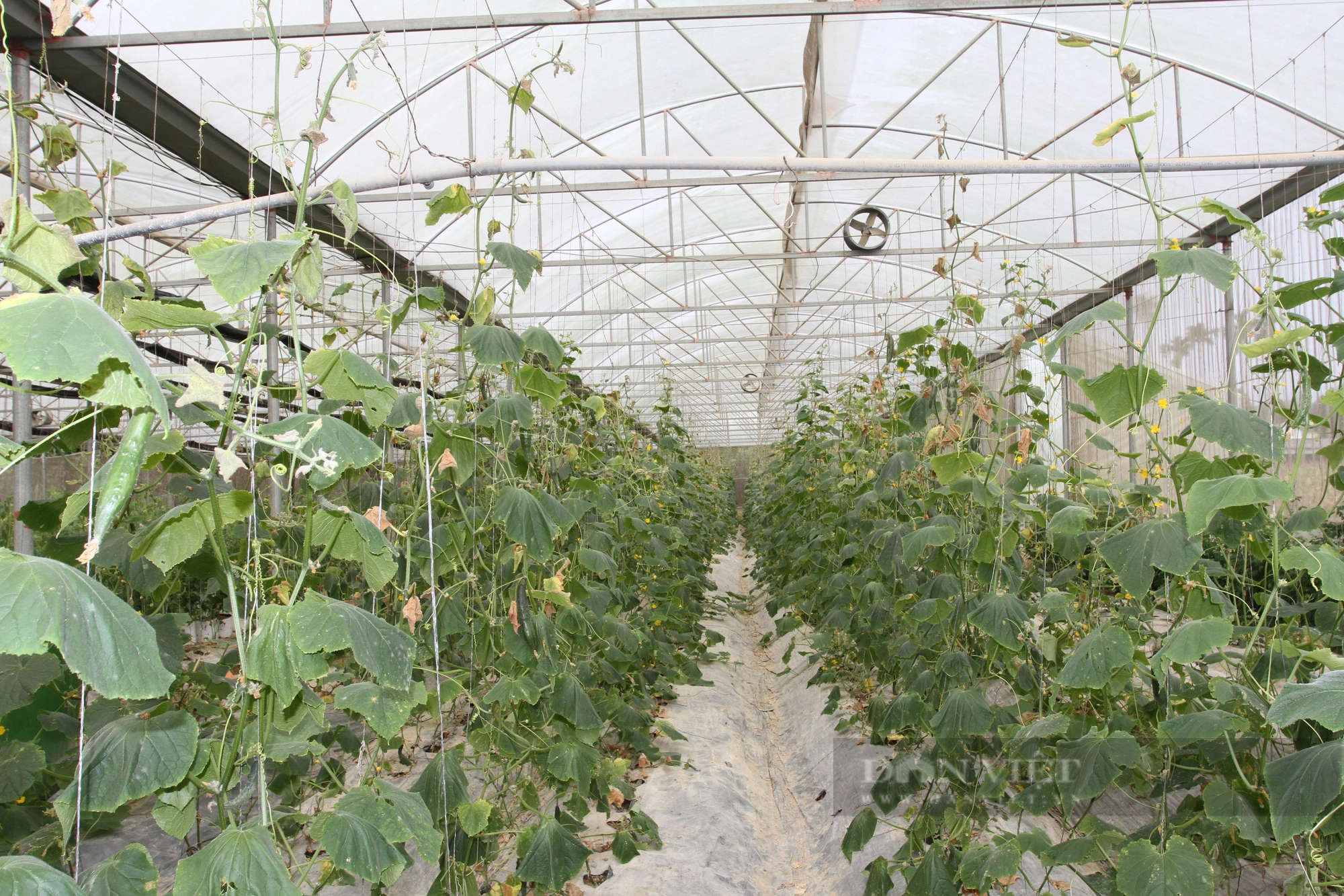 Trồng cà chua beef công nghệ cao, xây dựng thương hiệu để tạo sản phẩm OCOP tại Yên Bái- Ảnh 4.