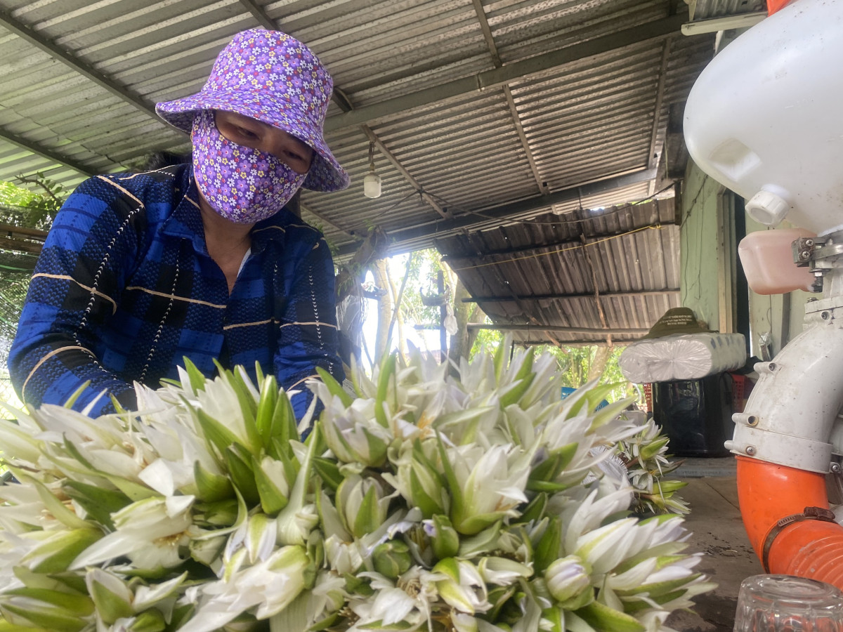 Vùng nước nổi ở Long An, thấy dân đi hái rau đồng, có thứ rau dại mọc hoang, ăn đã ngon lại khỏe người- Ảnh 2.