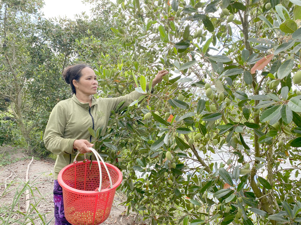 Chỉ là thứ quả dại thôi, sao ở Long An, hễ tới mùa vặt trái, ai trông thấy cũng tứa nước miếng?- Ảnh 3.