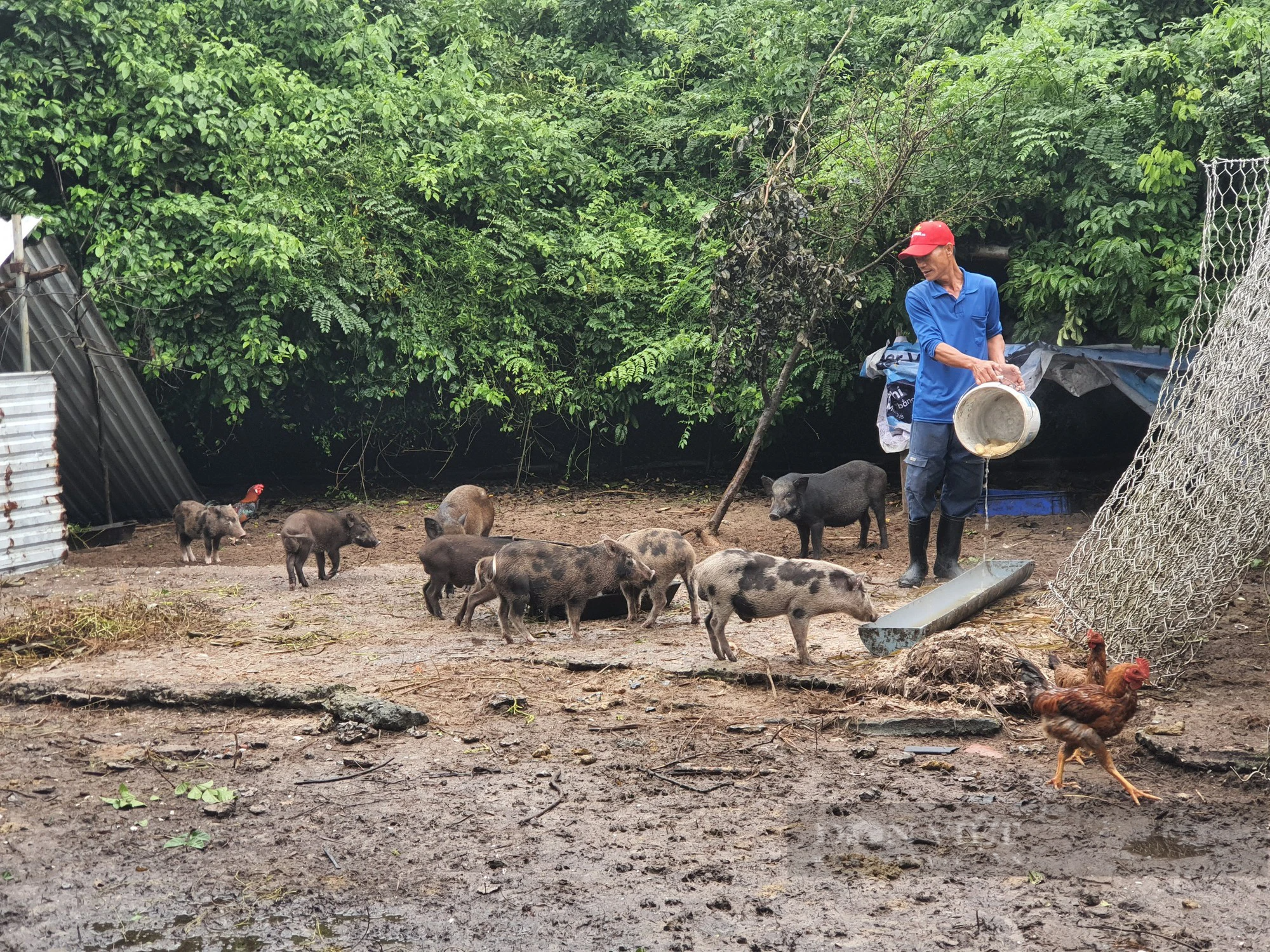 Nuôi con đặc sản bán đắt như tôm tươi, một nông dân ở Quảng Nam “lên đời”- Ảnh 1.