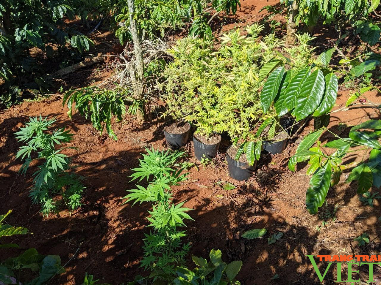 Nhận biết nguy cơ tái trồng một số cây chứa chất ma túy ở Tây Nguyên- Ảnh 1.