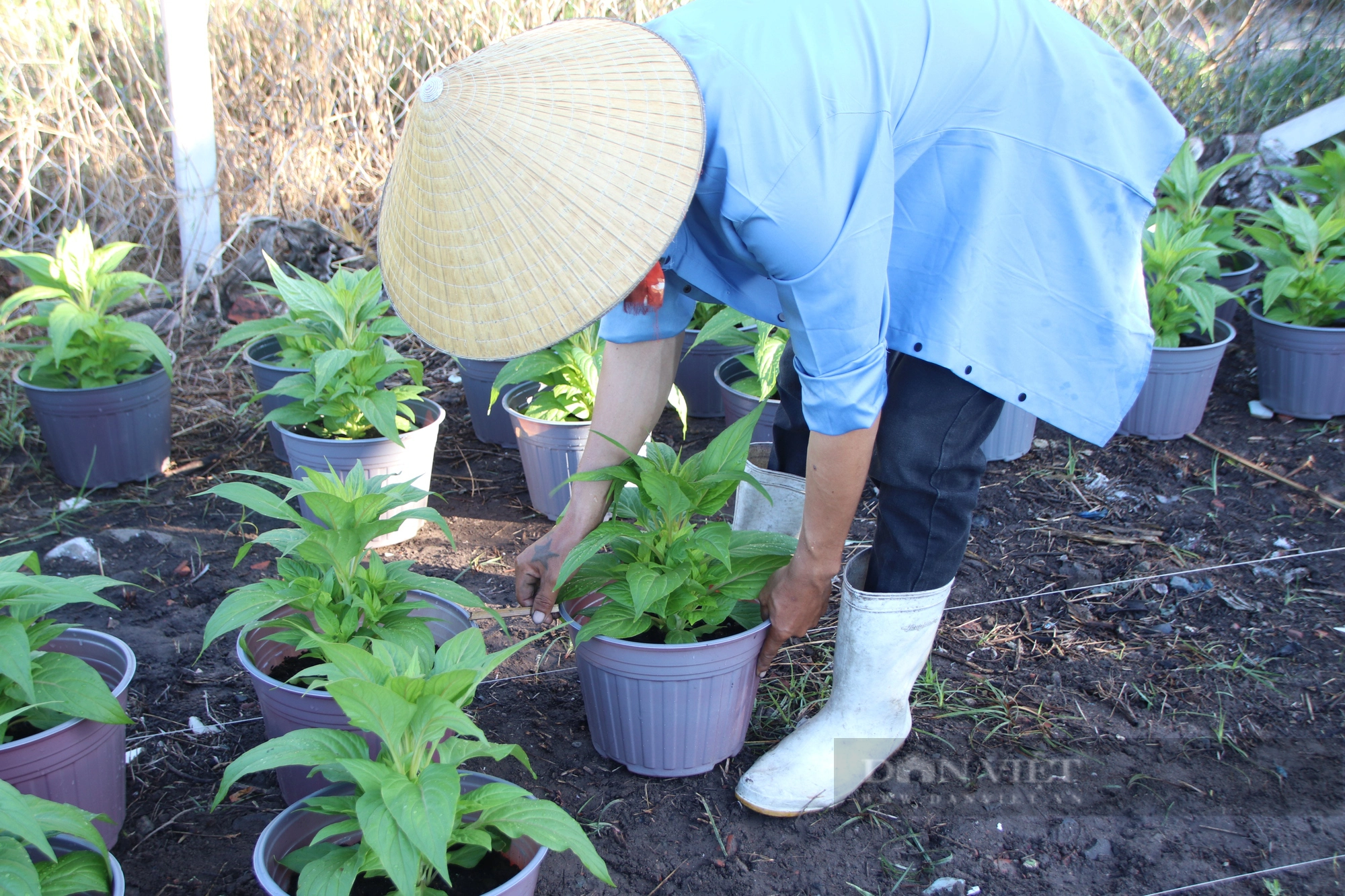 Làng hoa quận 12 tất bật cho mùa vụ cuối năm, nông dân cả ngày say sưa chăm vườn- Ảnh 4.