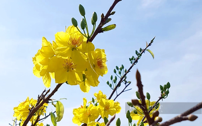 Mai vàng Bình Lợi có số lượng cánh hoa nhiều với màu vàng rực rỡ, kích thước hoa lớn và thời gian nở hoa kéo dài. Ảnh: Trần Khanh
