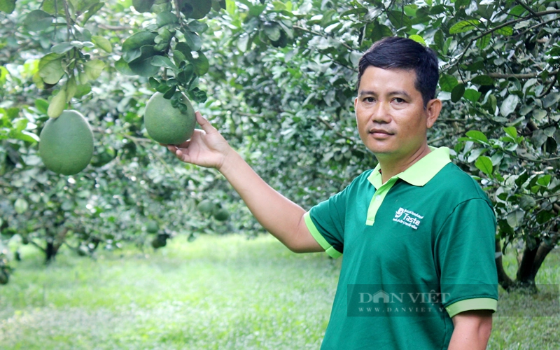 Ông Lê Minh Sang - Giám đốc HTX cây ăn quả Tân Mỹ. Ảnh: Nguyên Vỹ