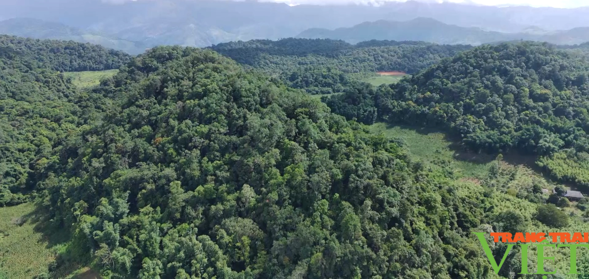 Kiểm lâm Sơn La: Làm tốt công tác quản lý, bảo vệ rừng- Ảnh 1.