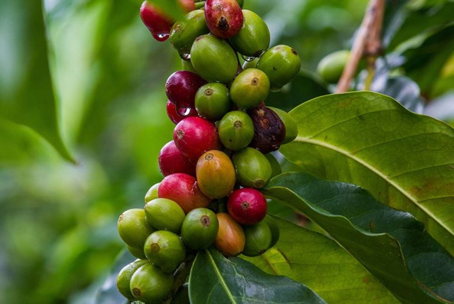 Giá cà phê ngày 21/12: Cà phê Robusta thiết lập mức giá mới cao kỷ lục - Ảnh 3.