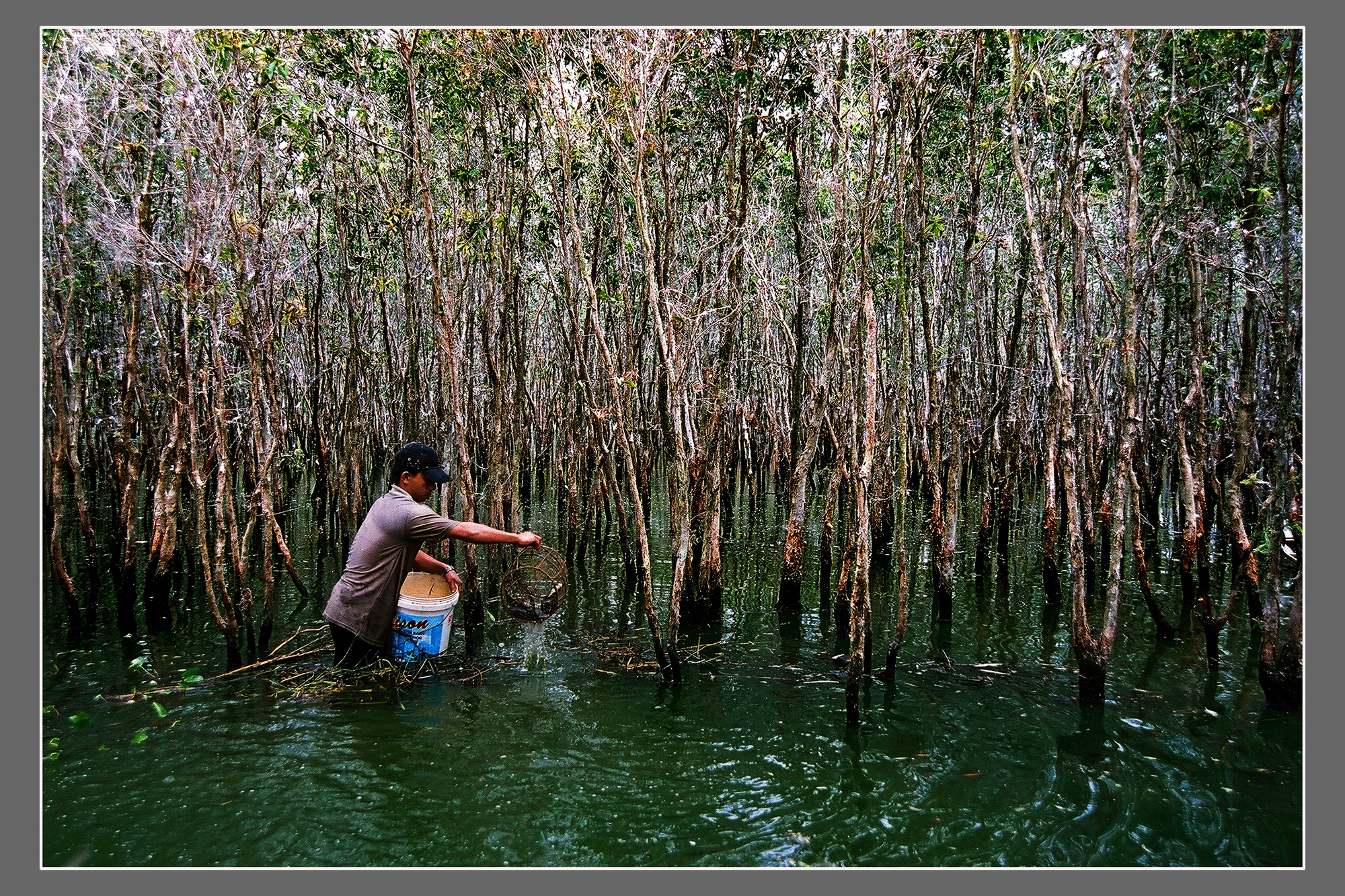 Cận cảnh loài cá đồng-cá đặc sản nổi tiếng bắt trong rừng ngập nước Cà Mau - Ảnh 2.