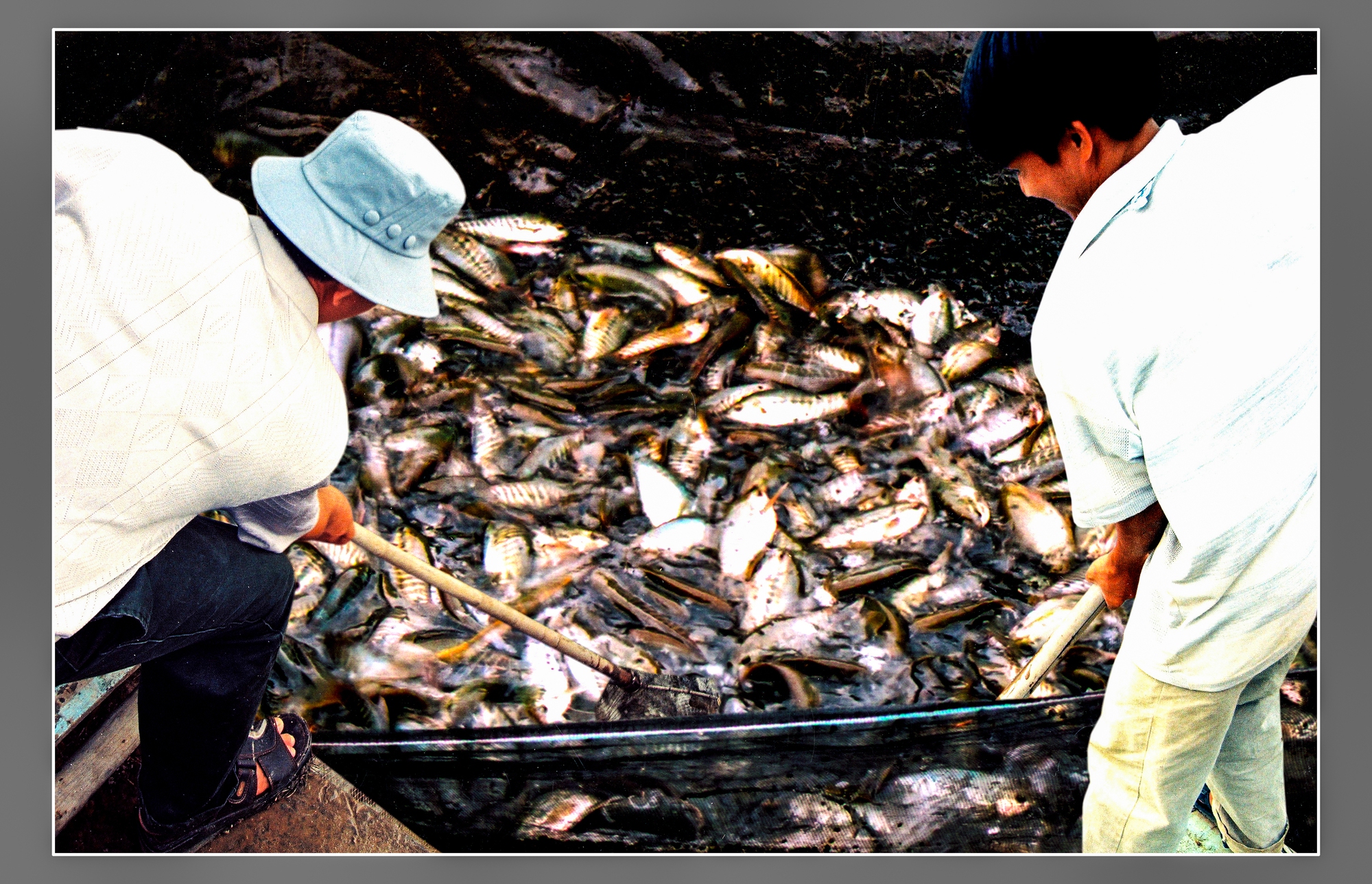 Cận cảnh loài cá đồng-cá đặc sản nổi tiếng bắt trong rừng ngập nước Cà Mau - Ảnh 4.